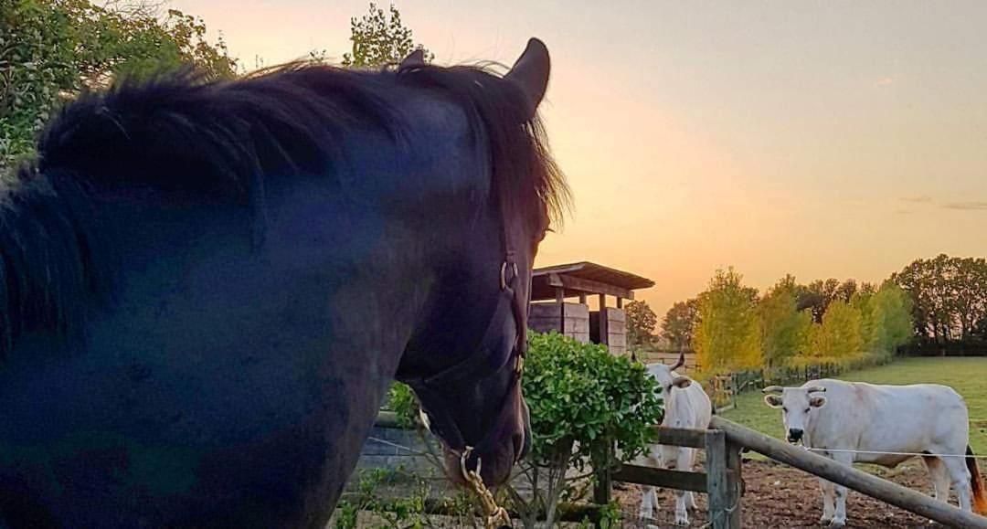 La Magnifica B&B Fauglia ภายนอก รูปภาพ